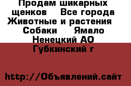 Продам шикарных щенков  - Все города Животные и растения » Собаки   . Ямало-Ненецкий АО,Губкинский г.